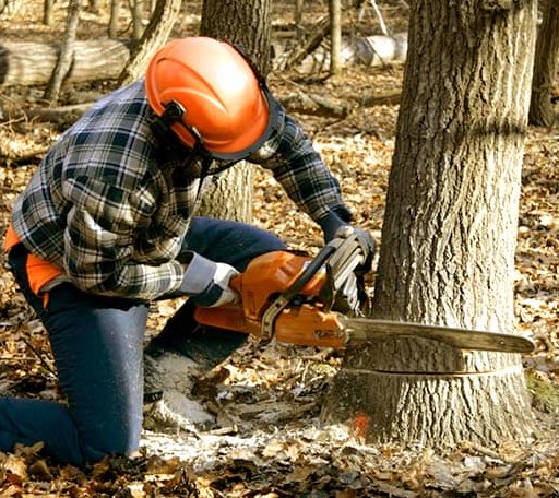 Tree Removal in Wonewoc, WI